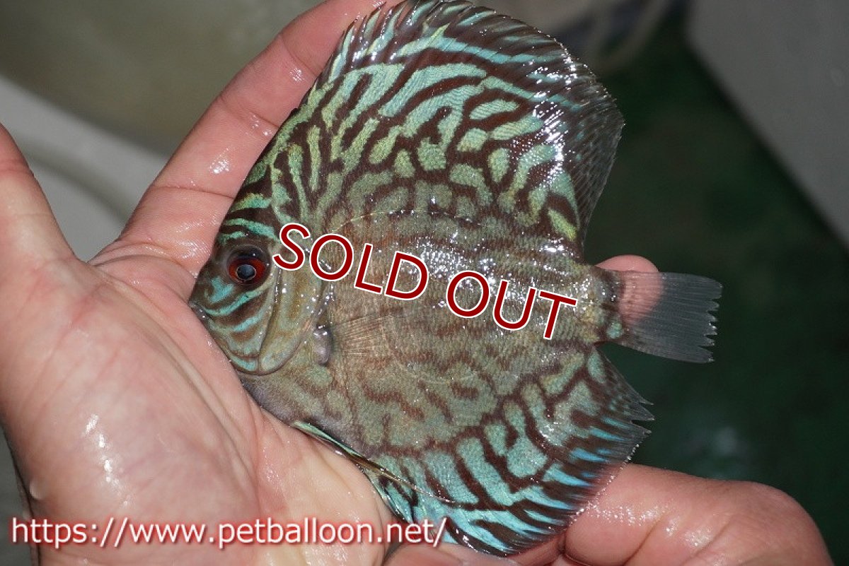 画像3: 【ディスカス】プレミアムセルーリア【個体販売】11cm（生体）国産ディスカス　京都産 (3)