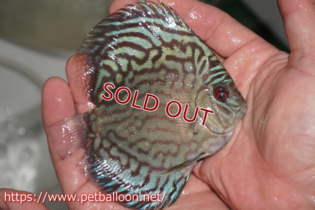 画像4: 【ディスカス】プレミアムセルーリア【個体販売】11cm（生体）国産ディスカス　京都産 (4)