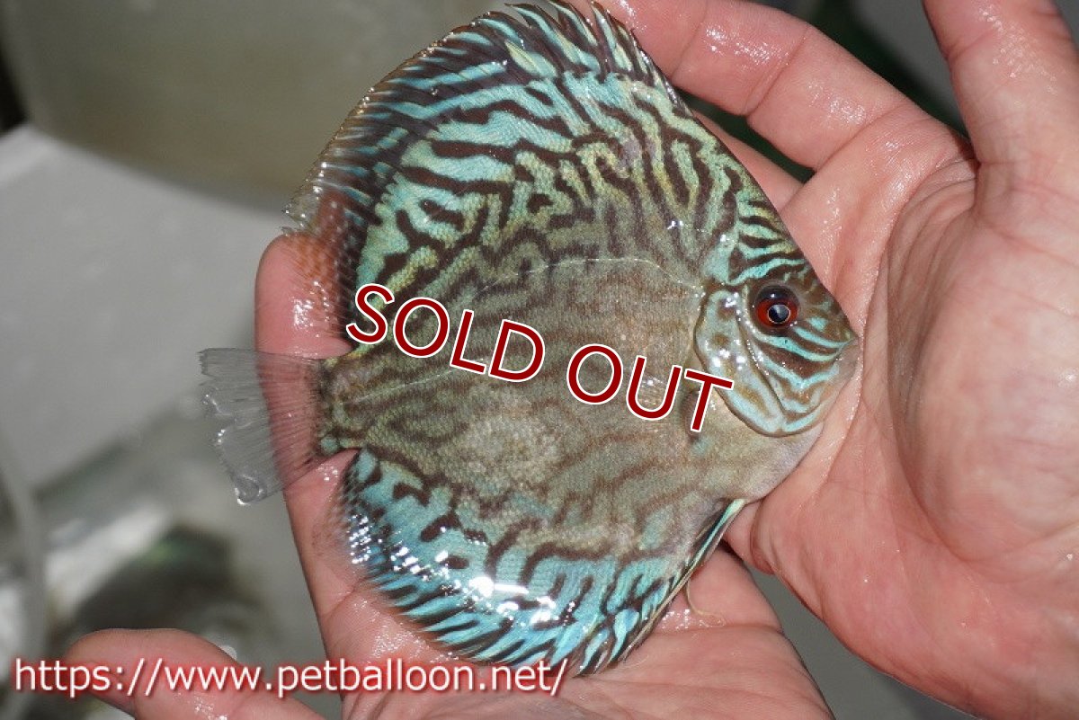 画像2: 【ディスカス】プレミアムセルーリア【個体販売】11cm（生体）国産ディスカス　京都産 (2)