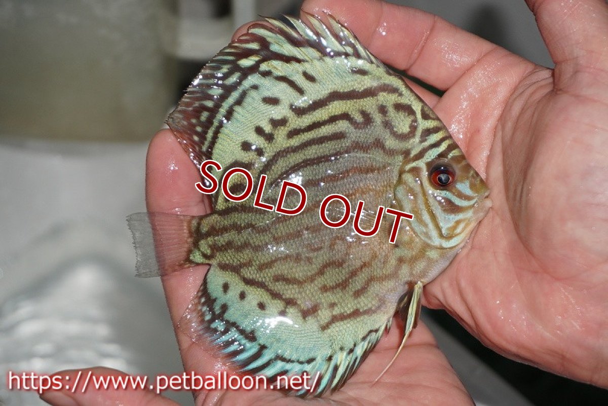 画像2: 【ディスカス】プレミアムセルーリア【個体販売】11cm（生体）国産ディスカス　京都産 (2)