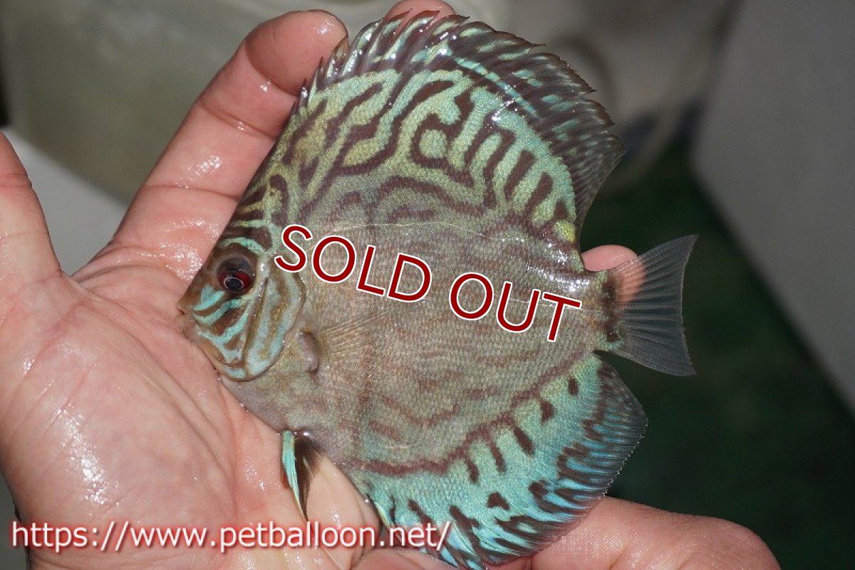 画像2: 【ディスカス】プレミアムセルーリア【個体販売】11cm（生体）国産ディスカス　京都産 (2)