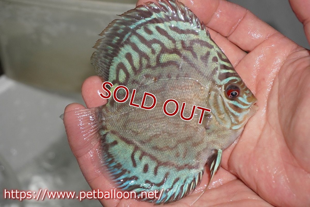 画像3: 【ディスカス】プレミアムセルーリア【個体販売】11cm（生体）国産ディスカス　京都産 (3)