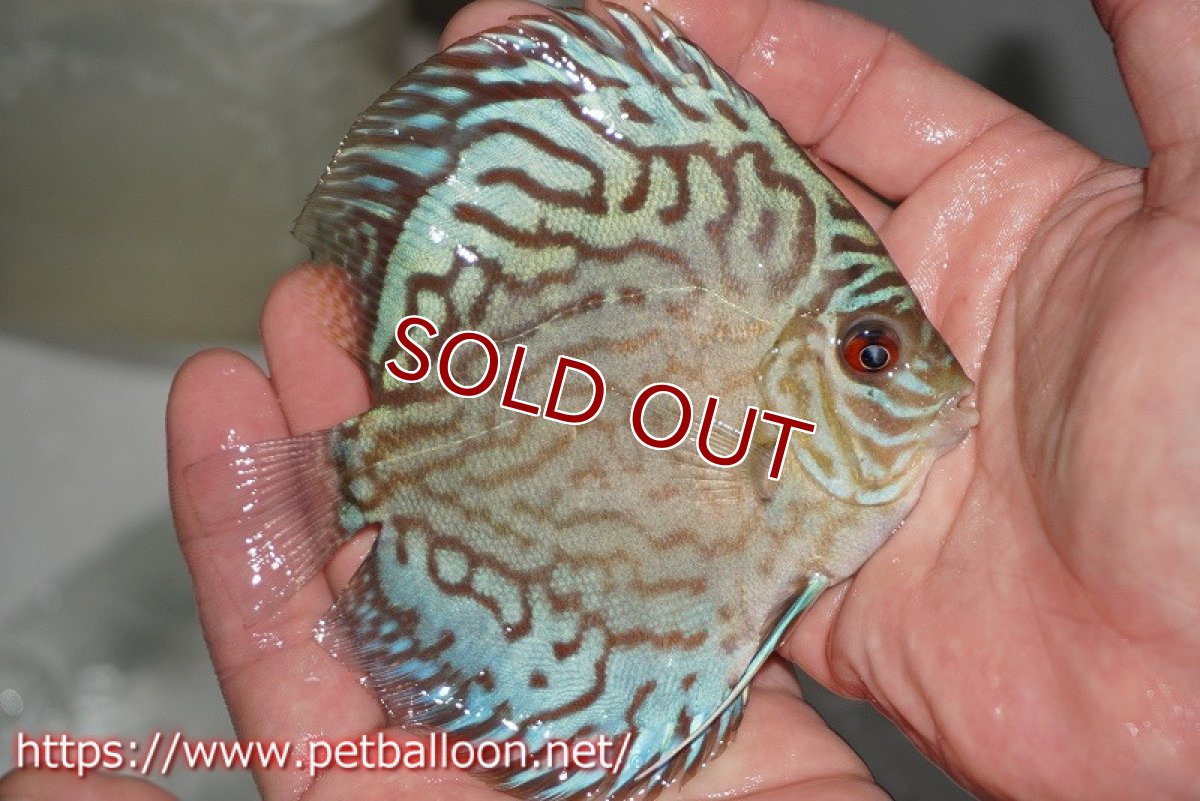 画像2: 【ディスカス】プレミアムセルーリア【個体販売】11cm（生体）国産ディスカス　京都産 (2)