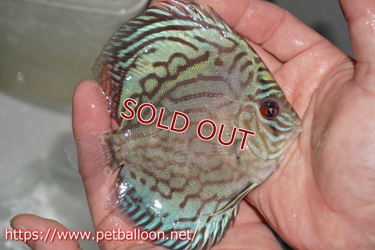 画像2: 【ディスカス】プレミアムセルーリア【個体販売】11cm（生体）国産ディスカス　京都産 (2)