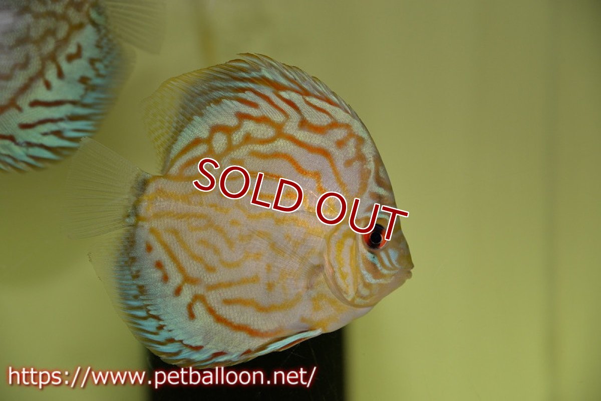 画像2: 【ディスカス】プレミアムセルーリア【個体販売】11cm（生体）国産ディスカス　京都産 (2)