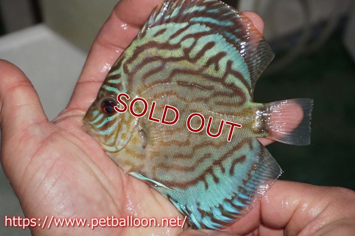 画像3: 【ディスカス】プレミアムセルーリア【個体販売】11cm（生体）国産ディスカス　京都産 (3)