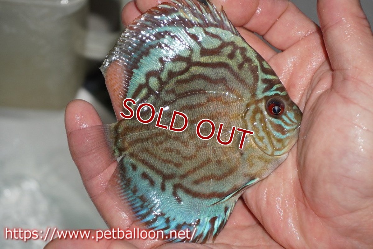 画像4: 【ディスカス】プレミアムセルーリア【個体販売】11cm（生体）国産ディスカス　京都産 (4)