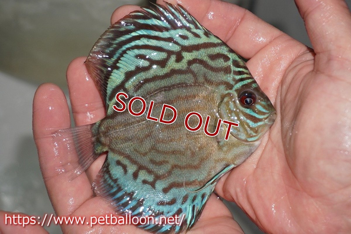 画像2: 【ディスカス】プレミアムセルーリア【個体販売】11cm（生体）国産ディスカス　京都産 (2)