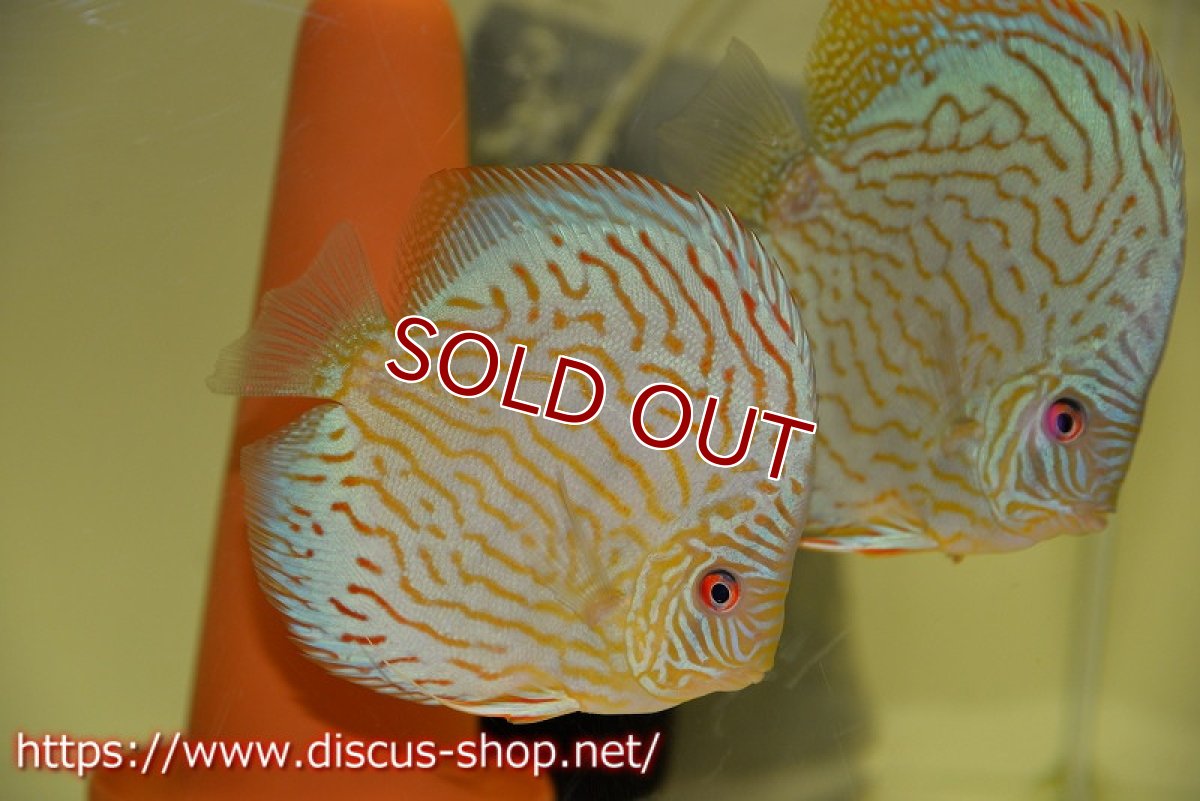 画像2: 【ディスカス】オールドタイプ第三系統【個体ペア販売】13-14cm（生体）国産ディスカス　京都産 (2)