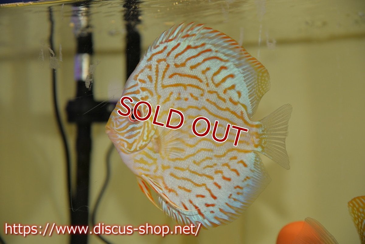 画像3: 【ディスカス】オールドタイプ第三系統【個体ペア販売】13-14cm（生体）国産ディスカス　京都産 (3)