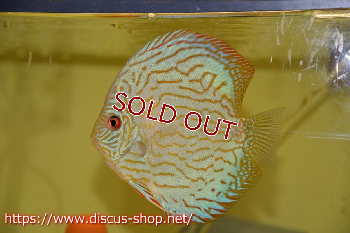 画像4: 【ディスカス】オールドタイプ第三系統【個体ペア販売】13-14cm（生体）国産ディスカス　京都産 (4)