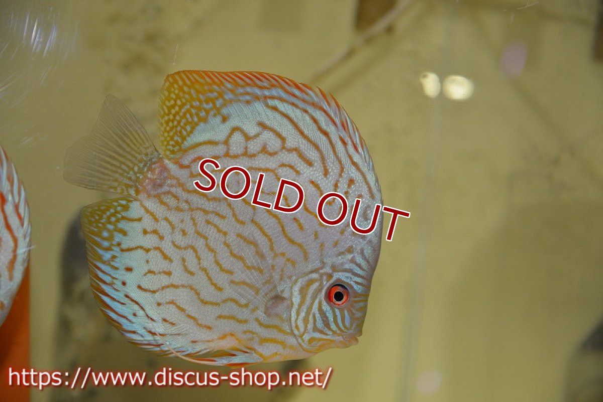 画像5: 【ディスカス】オールドタイプ第三系統【個体ペア販売】13-14cm（生体）国産ディスカス　京都産 (5)