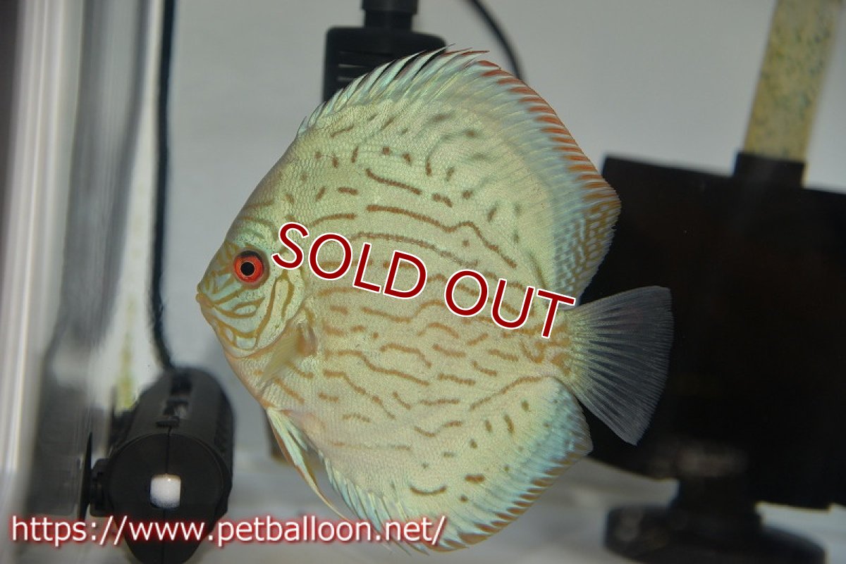 画像2: 【ディスカス】プレミアムセルーリア【個体ペア販売】14-15cm（生体）国産ディスカス　京都産 (2)