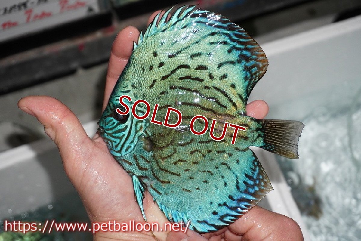 画像3: 【ディスカス】プレミアムセルーリア【個体ペア販売】14-15cm（生体）国産ディスカス　京都産 (3)