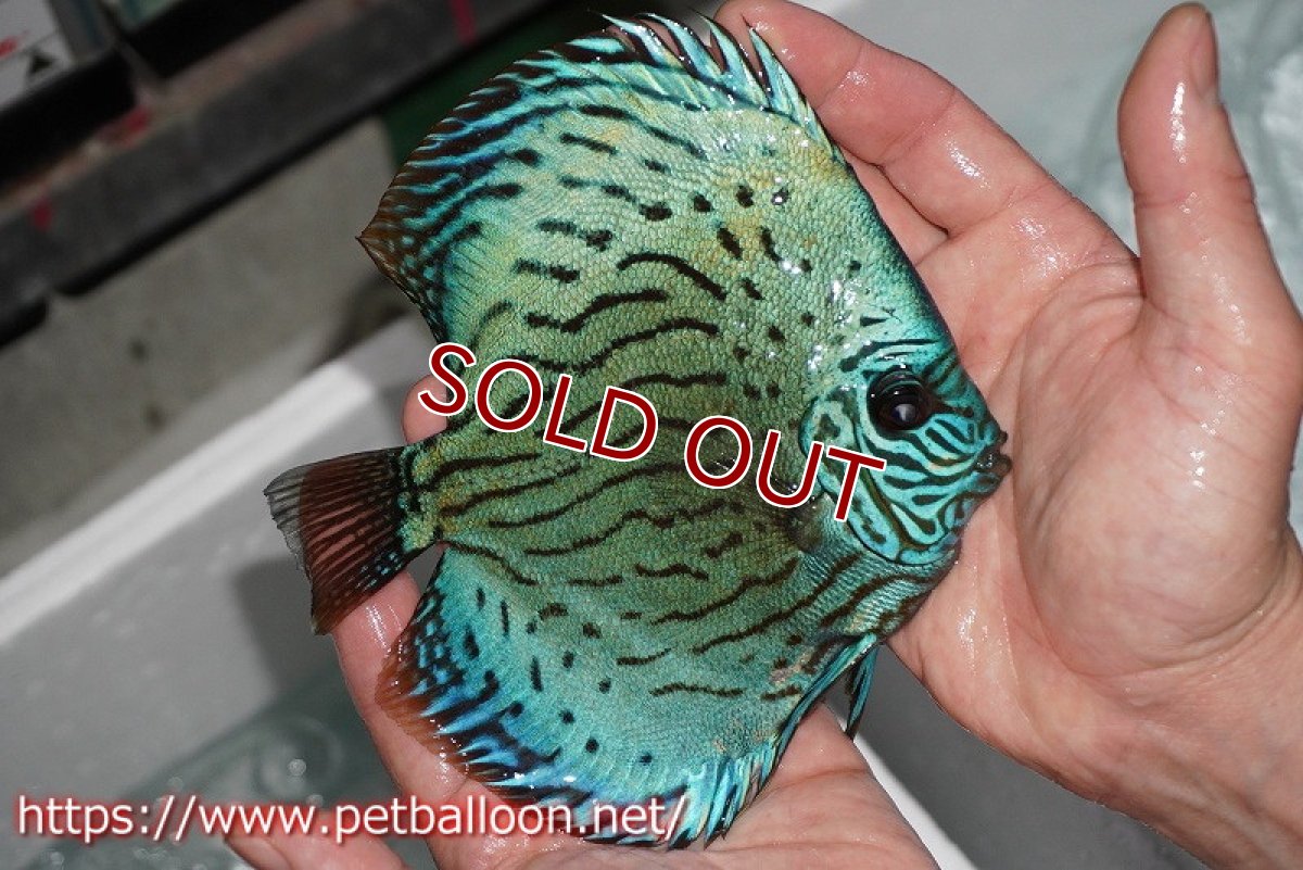 画像4: 【ディスカス】プレミアムセルーリア【個体ペア販売】14-15cm（生体）国産ディスカス　京都産 (4)