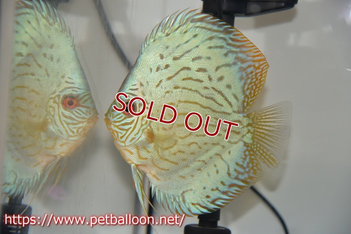 画像5: 【ディスカス】プレミアムセルーリア【個体ペア販売】14-15cm（生体）国産ディスカス　京都産 (5)