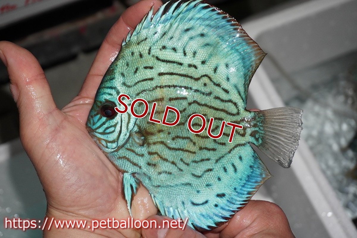 画像6: 【ディスカス】プレミアムセルーリア【個体ペア販売】14-15cm（生体）国産ディスカス　京都産 (6)