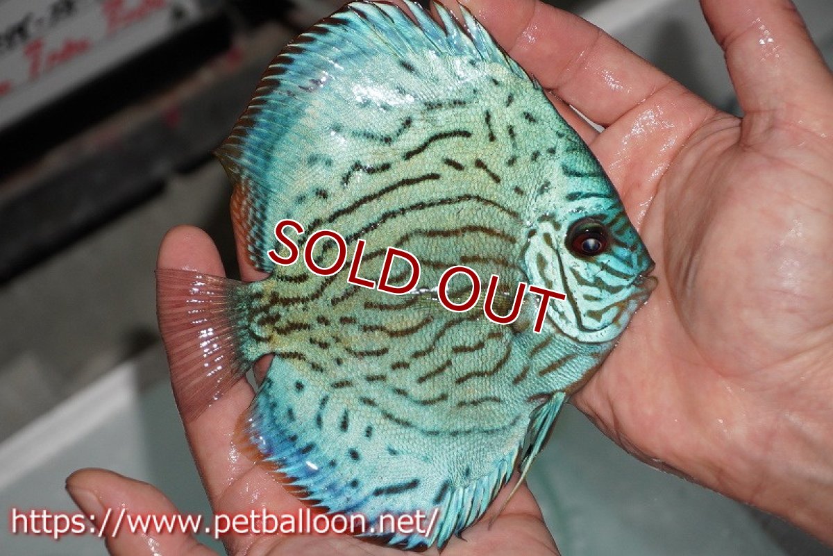 画像7: 【ディスカス】プレミアムセルーリア【個体ペア販売】14-15cm（生体）国産ディスカス　京都産 (7)