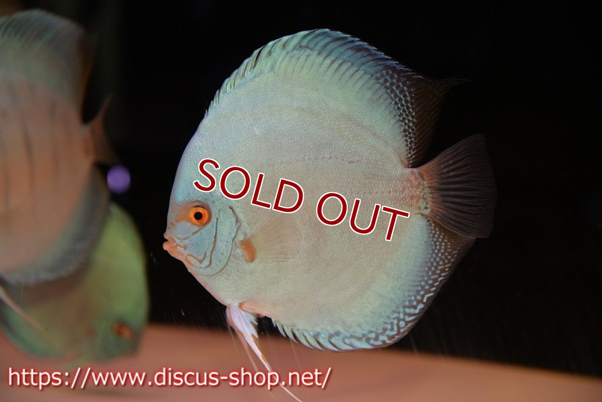画像2: 【ディスカス】ジャイアントコバルトフルカラー　ハイフォーム（フルカラータイプ）【個体販売】15-16cm（生体）マレーシア　KLディスカスファーム (2)