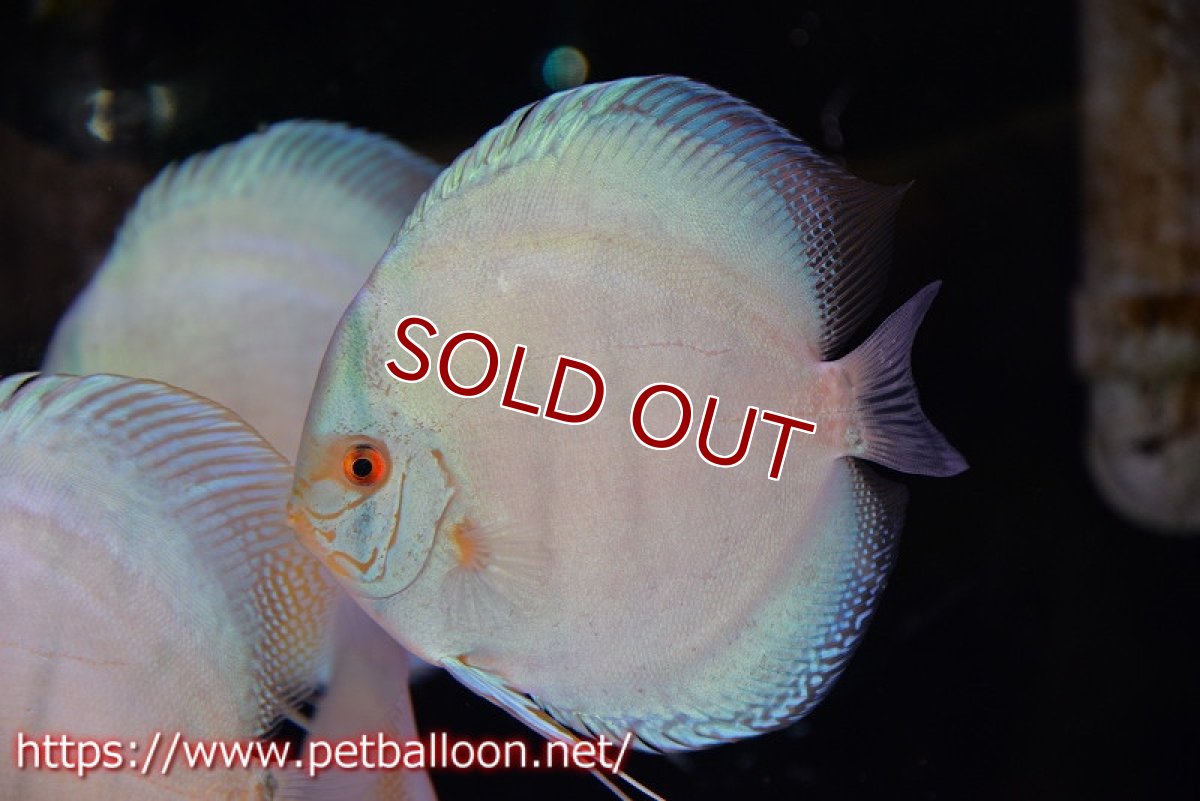 画像3: 【ディスカス】ジャイアントコバルトフルカラー　ハイフォーム（フルカラータイプ）【個体販売】15-16cm（生体）マレーシア　KLディスカスファーム (3)