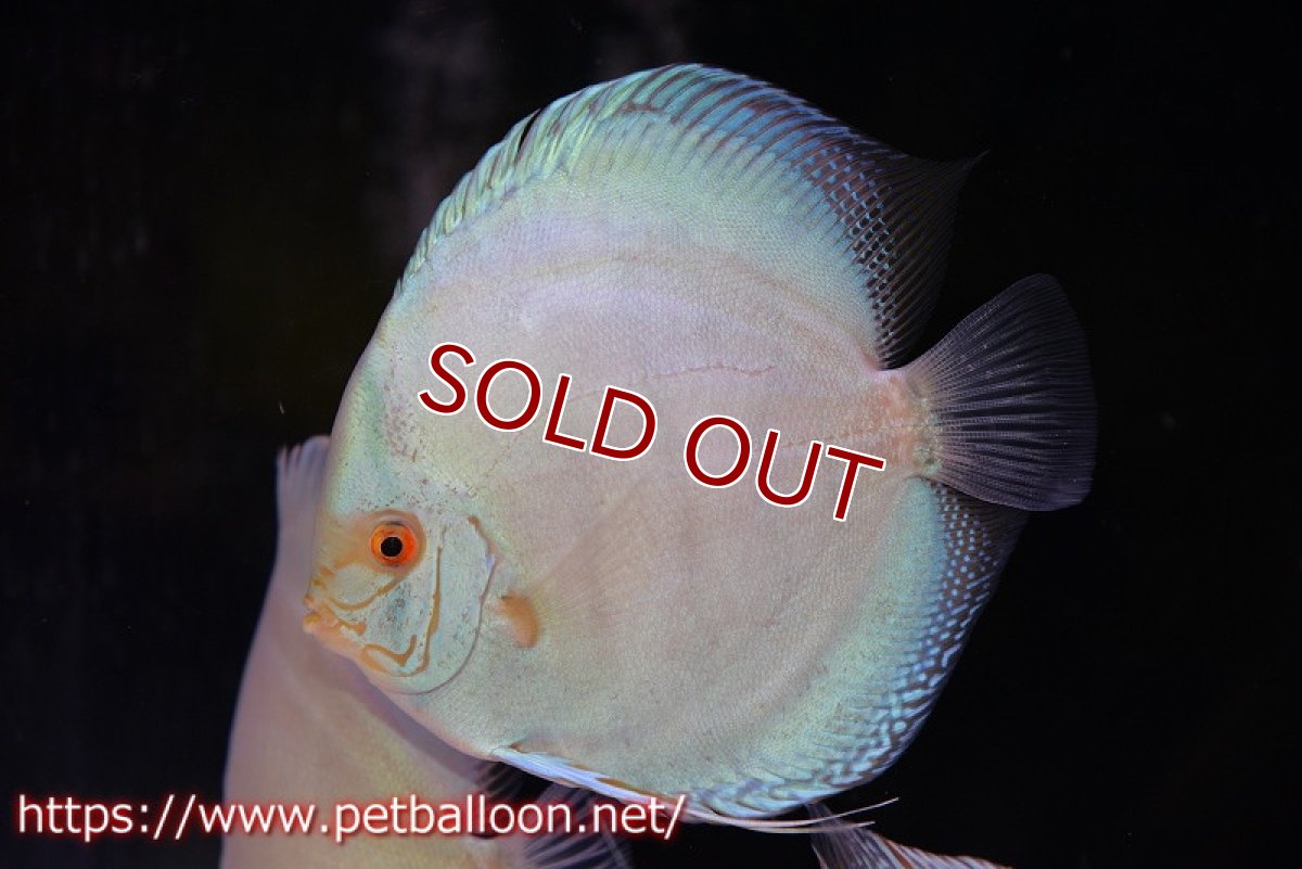 画像4: 【ディスカス】ジャイアントコバルトフルカラー　ハイフォーム（フルカラータイプ）【個体販売】15-16cm（生体）マレーシア　KLディスカスファーム (4)