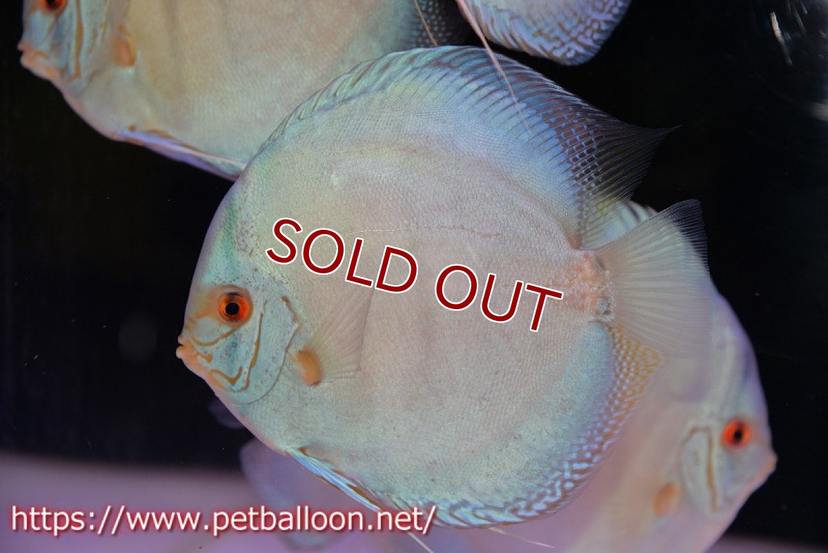 画像5: 【ディスカス】ジャイアントコバルトフルカラー　ハイフォーム（フルカラータイプ）【個体販売】15-16cm（生体）マレーシア　KLディスカスファーム (5)