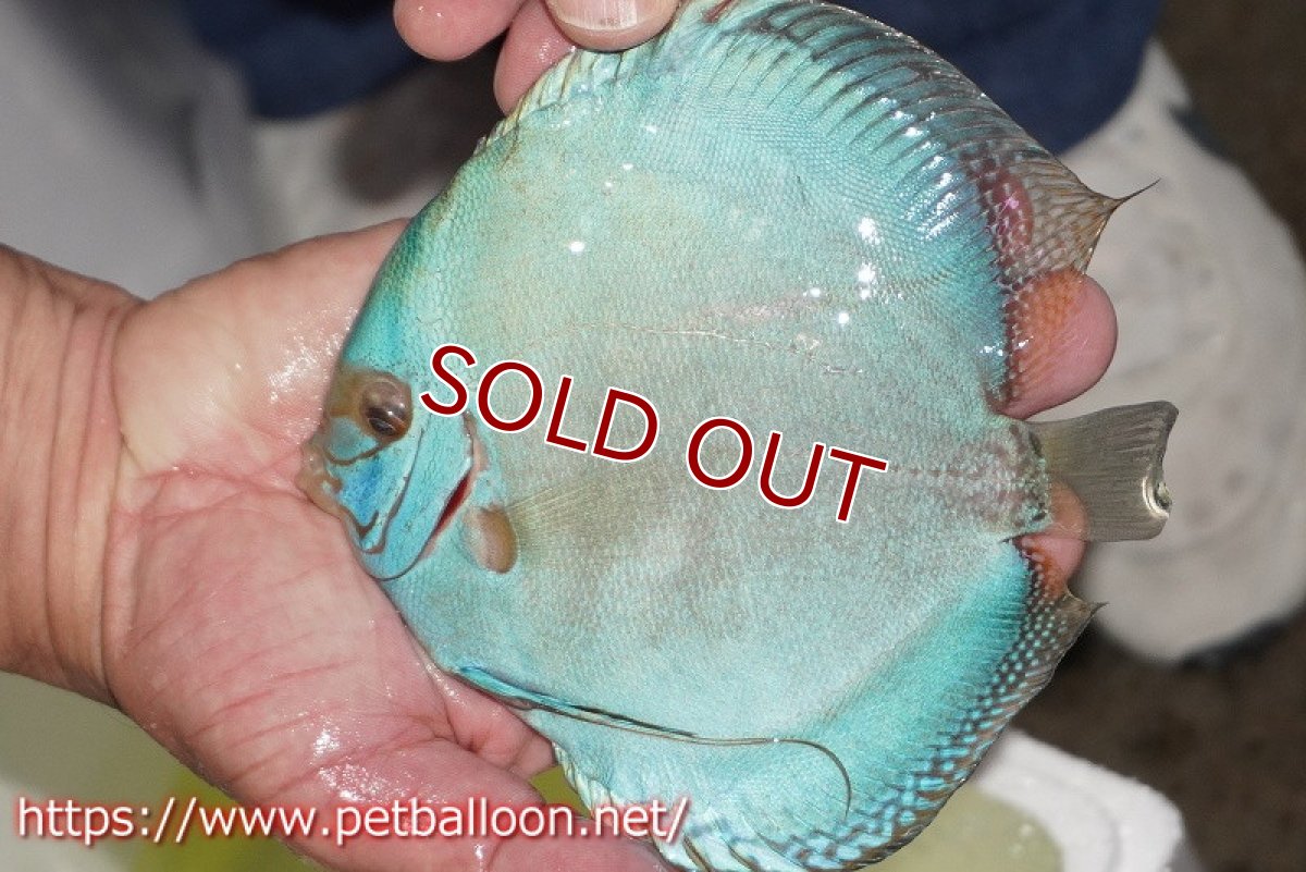 画像6: 【ディスカス】ジャイアントコバルトフルカラー　ハイフォーム（フルカラータイプ）【個体販売】15-16cm（生体）マレーシア　KLディスカスファーム (6)