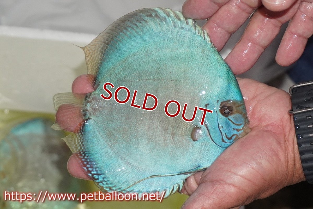 画像7: 【ディスカス】ジャイアントコバルトフルカラー　ハイフォーム（フルカラータイプ）【個体販売】15-16cm（生体）マレーシア　KLディスカスファーム (7)