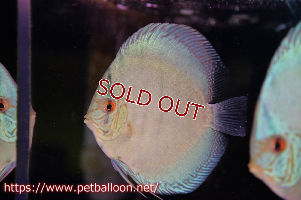 画像2: 【ディスカス】ジャイアントコバルト　ハイフォーム【個体販売】11-12cm（生体）マレーシア　KLディスカスファーム (2)