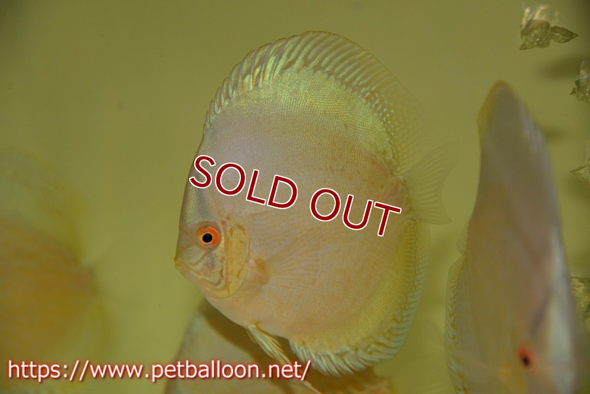 画像3: 【ディスカス】ジャイアントコバルト　ハイフォーム【個体販売】11-12cm（生体）マレーシア　KLディスカスファーム (3)