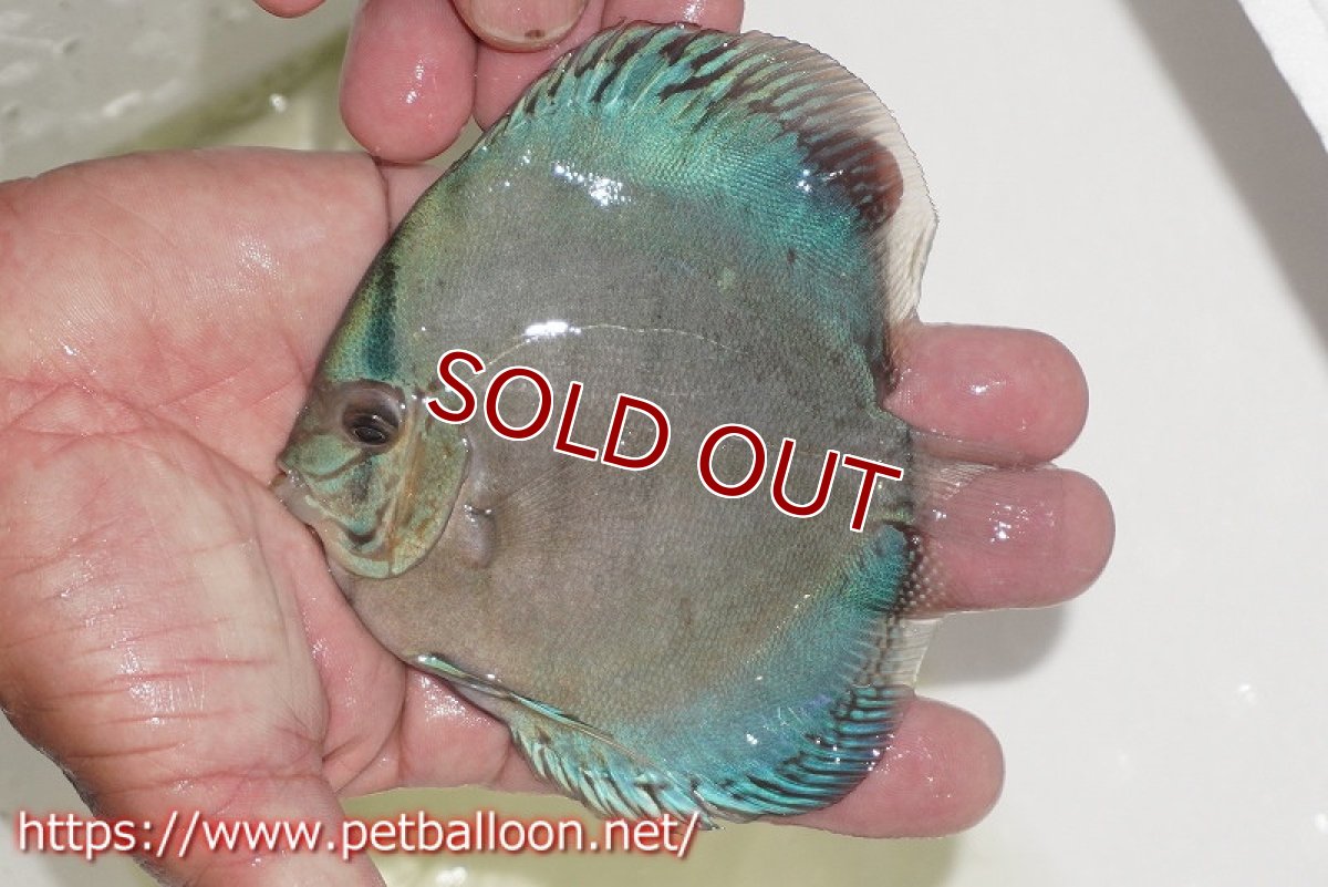 画像4: 【ディスカス】ジャイアントコバルト　ハイフォーム【個体販売】11-12cm（生体）マレーシア　KLディスカスファーム (4)