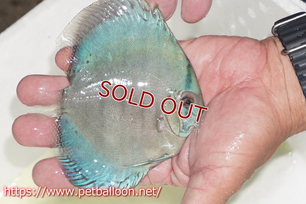 画像5: 【ディスカス】ジャイアントコバルト　ハイフォーム【個体販売】11-12cm（生体）マレーシア　KLディスカスファーム (5)