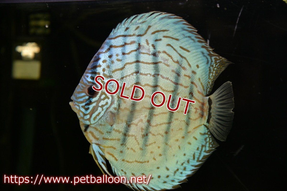 画像2: 【ディスカス】【通販】【今後入荷未定 超希少種】オールドジャックワットレーセルーリア（ピュア）【個体販売】17cm（生体）国産ディスカス (2)