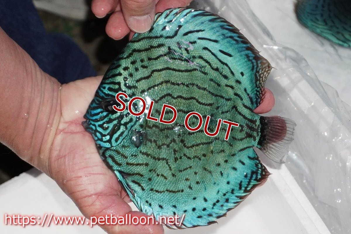 画像5: 【ディスカス】【通販】【今後入荷未定 超希少種】オールドジャックワットレーセルーリア（ピュア）【個体販売】17cm（生体）国産ディスカス (5)