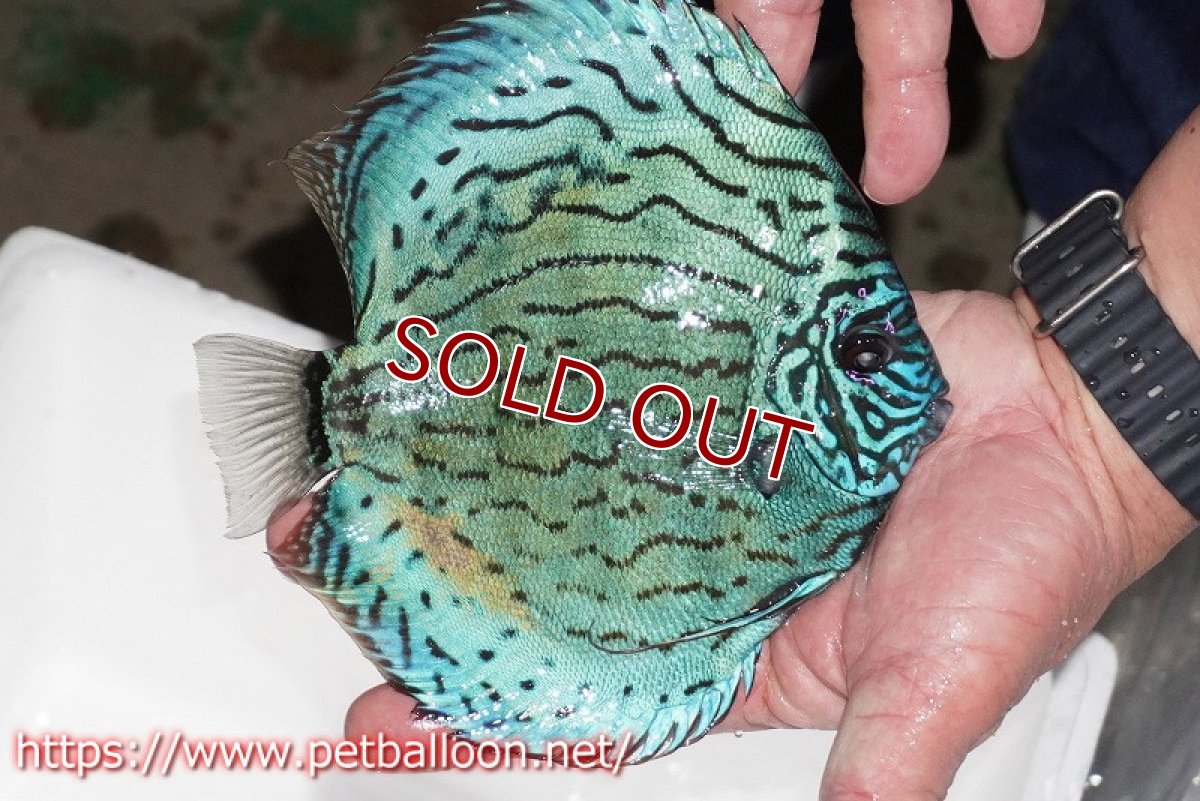 画像6: 【ディスカス】【通販】【今後入荷未定 超希少種】オールドジャックワットレーセルーリア（ピュア）【個体販売】17cm（生体）国産ディスカス (6)