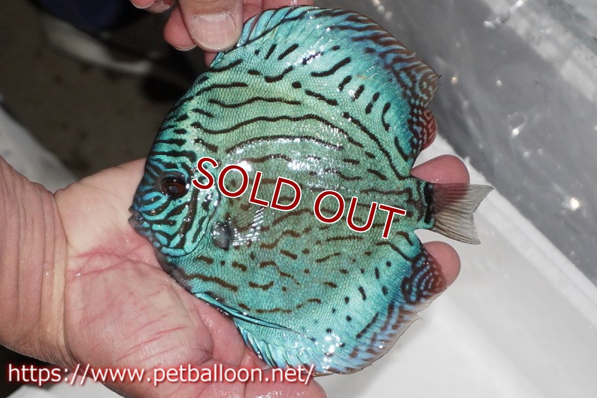 画像2: 【ディスカス】【通販】【今後入荷未定 超希少種】オールドジャックワットレーセルーリア（ピュア）【個体販売】16cm（生体）国産ディスカス (2)