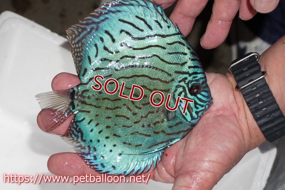 画像3: 【ディスカス】【通販】【今後入荷未定 超希少種】オールドジャックワットレーセルーリア（ピュア）【個体販売】16cm（生体）国産ディスカス (3)