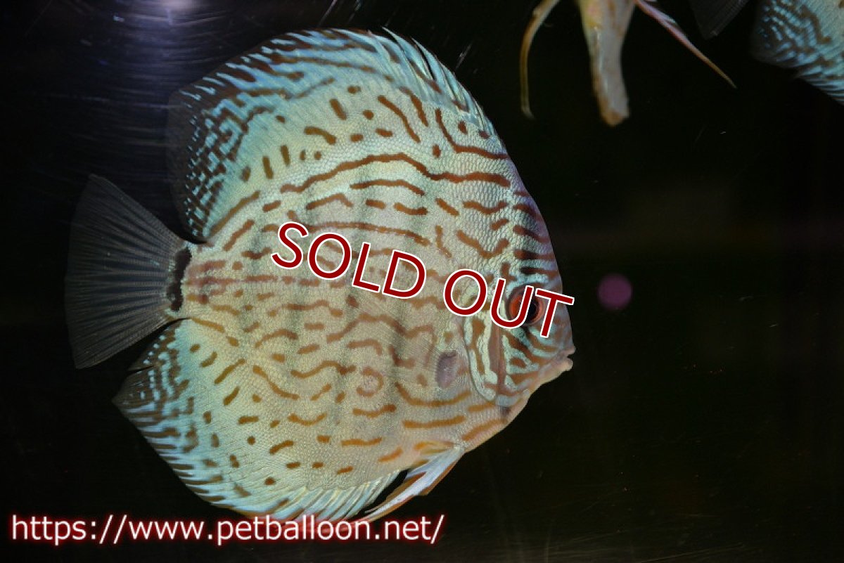 画像2: 【ディスカス】【通販】【今後入荷未定 超希少種】オールドジャックワットレーセルーリア（ピュア）【個体販売】16cm（生体）国産ディスカス (2)