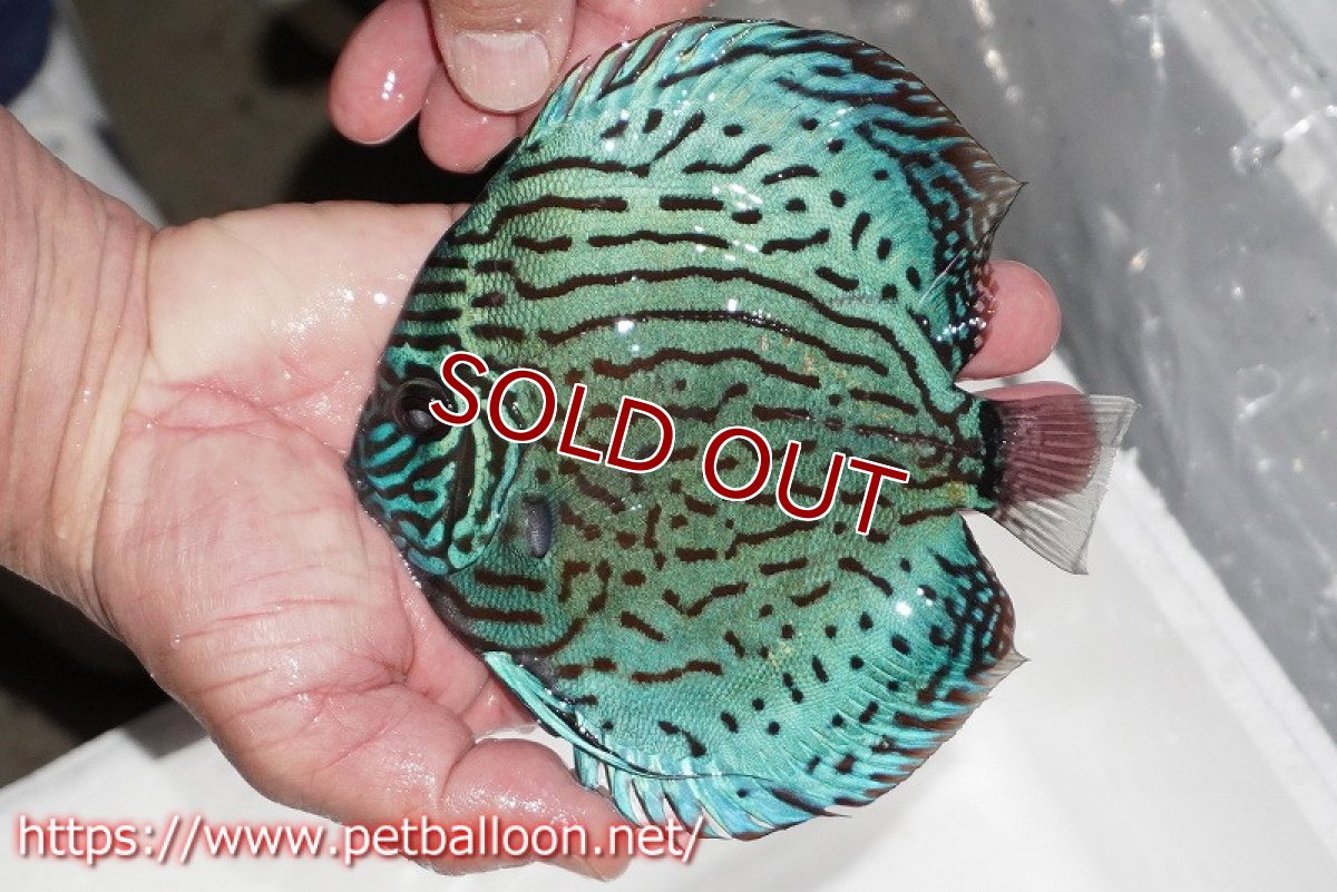 画像3: 【ディスカス】【通販】【今後入荷未定 超希少種】オールドジャックワットレーセルーリア（ピュア）【個体販売】16cm（生体）国産ディスカス (3)