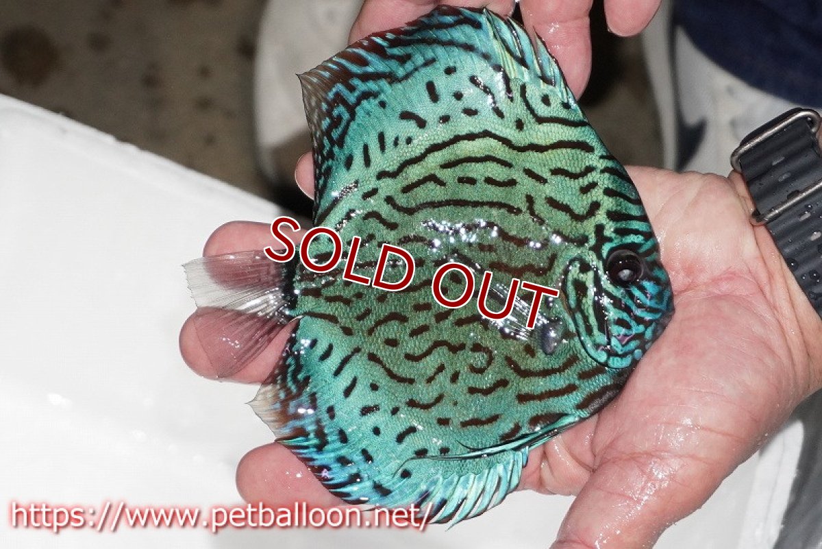 画像4: 【ディスカス】【通販】【今後入荷未定 超希少種】オールドジャックワットレーセルーリア（ピュア）【個体販売】16cm（生体）国産ディスカス (4)