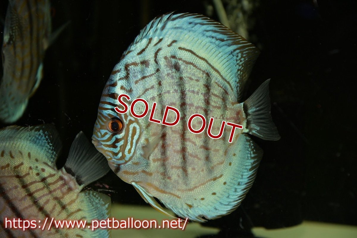 画像2: 【ディスカス】【通販】【今後入荷未定 超希少種】オールドジャックワットレーセルーリア（ピュア）【個体販売】15cm（生体）国産ディスカス (2)