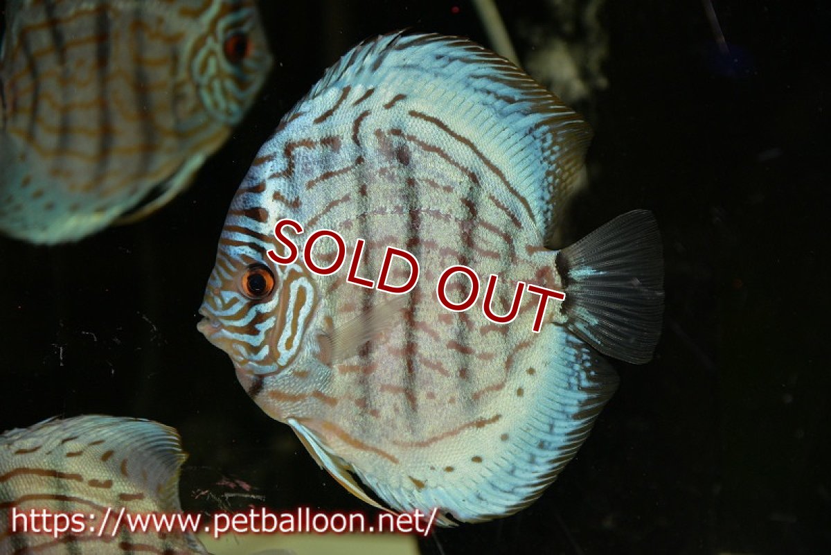 画像3: 【ディスカス】【通販】【今後入荷未定 超希少種】オールドジャックワットレーセルーリア（ピュア）【個体販売】15cm（生体）国産ディスカス (3)