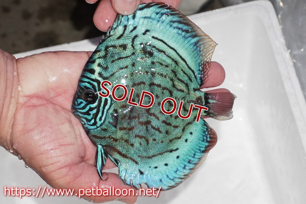 画像5: 【ディスカス】【通販】【今後入荷未定 超希少種】オールドジャックワットレーセルーリア（ピュア）【個体販売】15cm（生体）国産ディスカス (5)