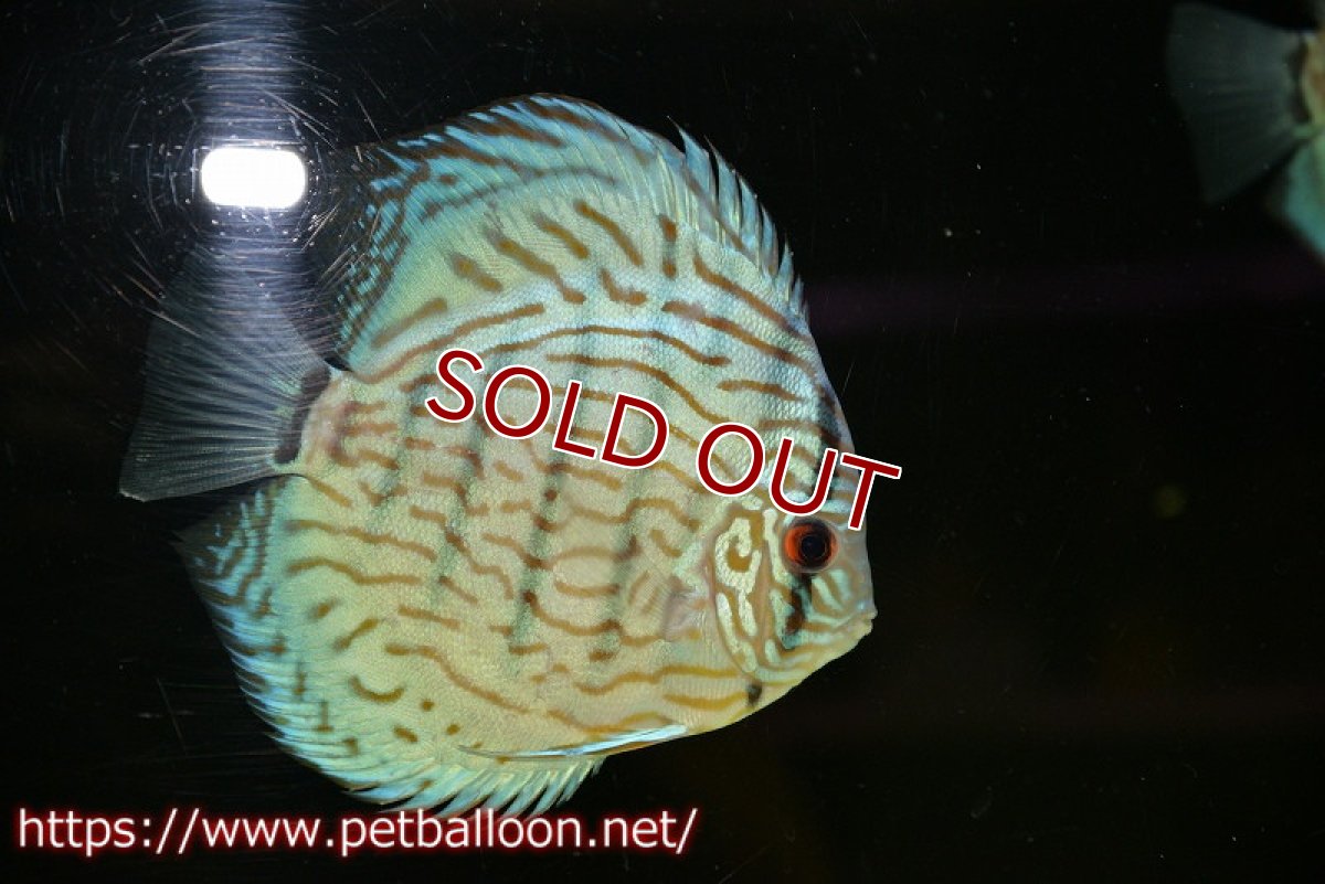 画像2: 【ディスカス】【通販】【今後入荷未定 超希少種】オールドジャックワットレーセルーリア（ピュア）【個体販売】15cm（生体）国産ディスカス (2)