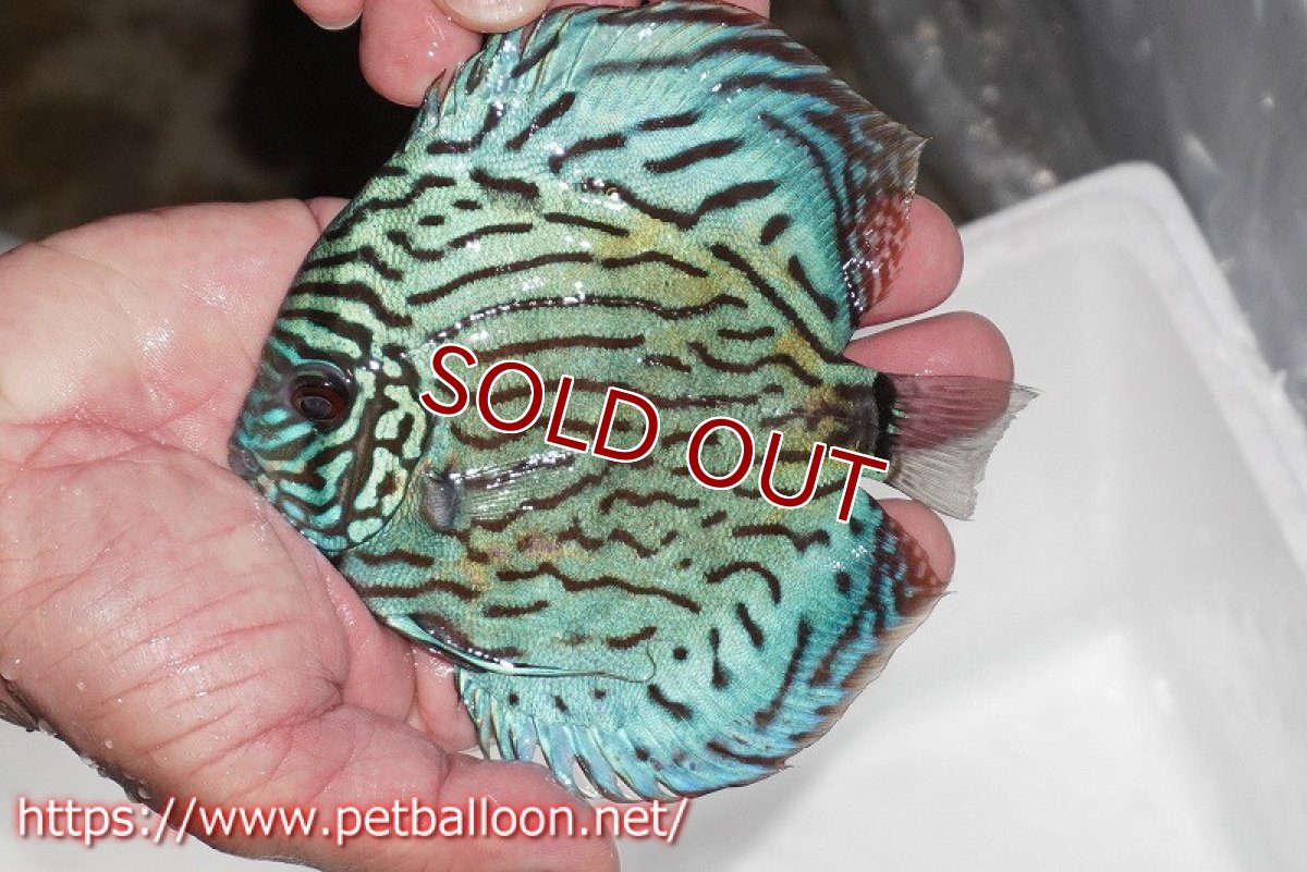 画像3: 【ディスカス】【通販】【今後入荷未定 超希少種】オールドジャックワットレーセルーリア（ピュア）【個体販売】15cm（生体）国産ディスカス (3)