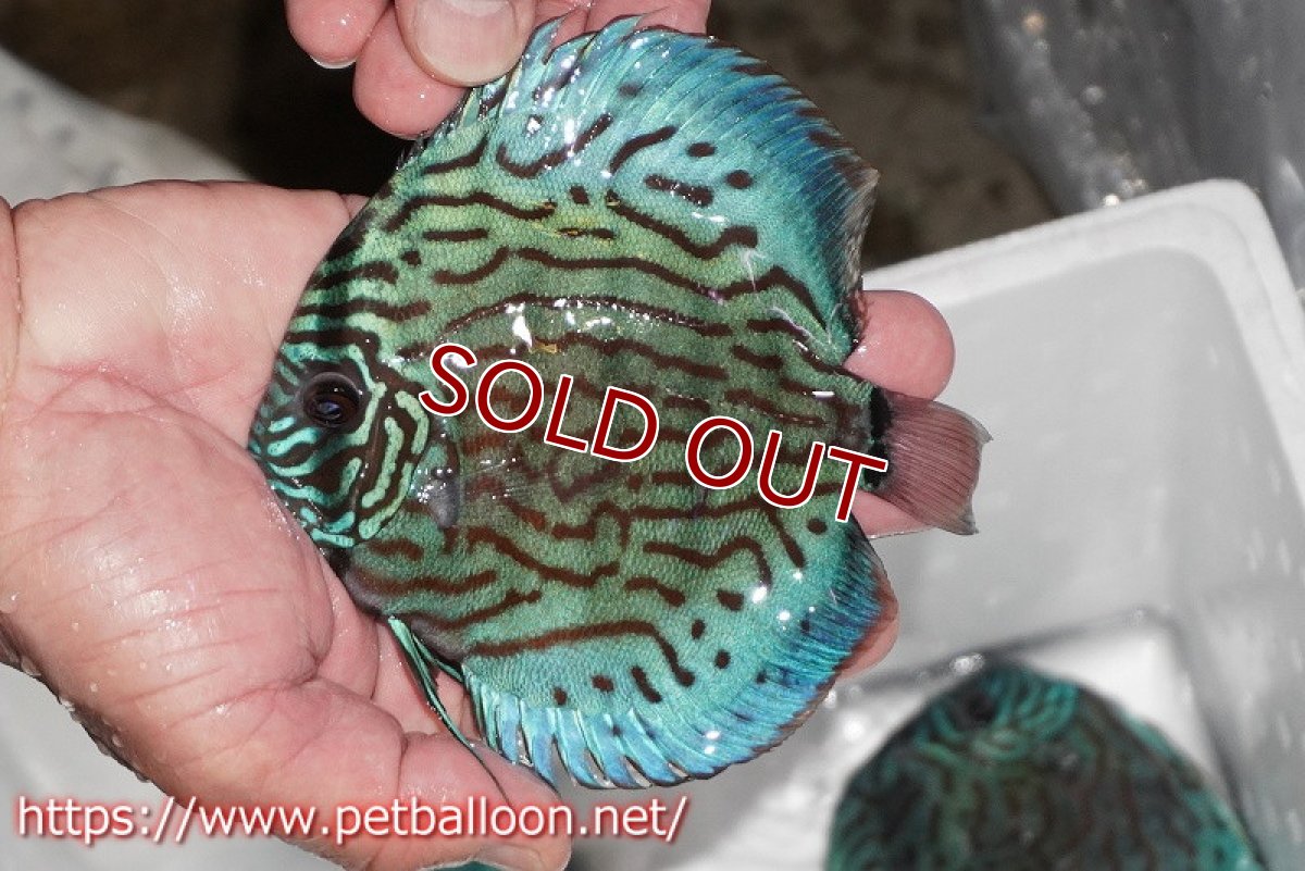 画像2: 【ディスカス】【通販】【今後入荷未定 超希少種】オールドジャックワットレーセルーリア（ピュア）【個体販売】15cm（生体）国産ディスカス (2)