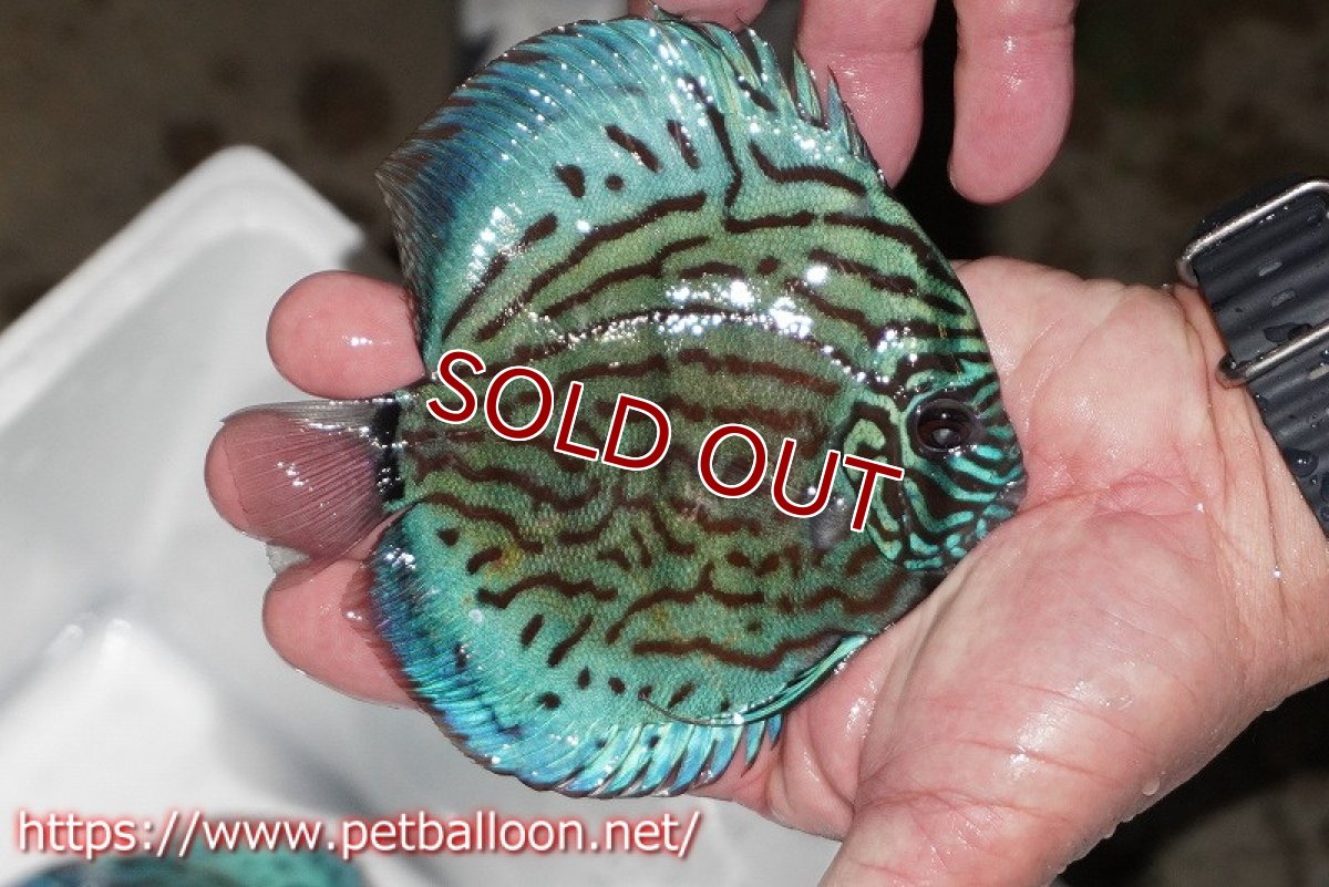 画像3: 【ディスカス】【通販】【今後入荷未定 超希少種】オールドジャックワットレーセルーリア（ピュア）【個体販売】15cm（生体）国産ディスカス (3)