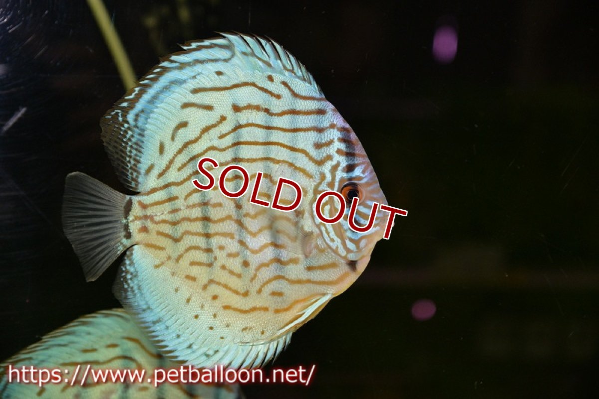 画像4: 【ディスカス】【通販】【今後入荷未定 超希少種】オールドジャックワットレーセルーリア（ピュア）【個体販売】15cm（生体）国産ディスカス (4)