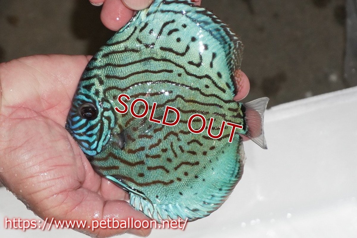 画像5: 【ディスカス】【通販】【今後入荷未定 超希少種】オールドジャックワットレーセルーリア（ピュア）【個体販売】15cm（生体）国産ディスカス (5)