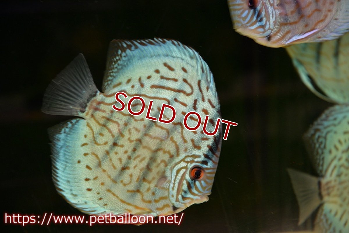 画像2: 【ディスカス】【通販】【今後入荷未定 超希少種】オールドジャックワットレーセルーリア（ピュア）【個体販売】15cm（生体）国産ディスカス (2)